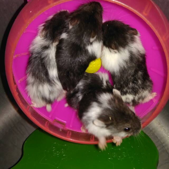 Hamster champbel panda