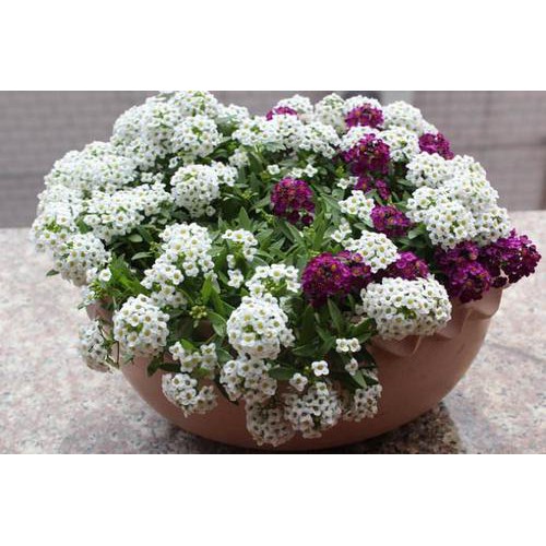 Benih Bunga Biji Sweet Alyssum Mixed Lobularia maritima bunga seeds