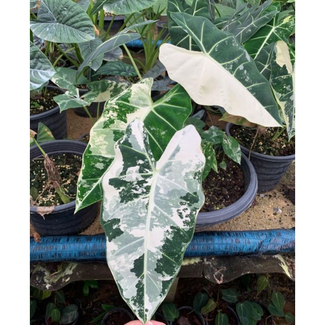 Alocasia varigata ASLI BIBIT/BATANG BONGGOL ALOCASIA VARIGATA