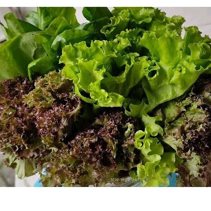 

MIX SALAD ORGANIK / FRESH LETTUCE / SLADA SELADA KERITING CURLY - LOLOROSA - BUTTERHEAD - ROMAINE