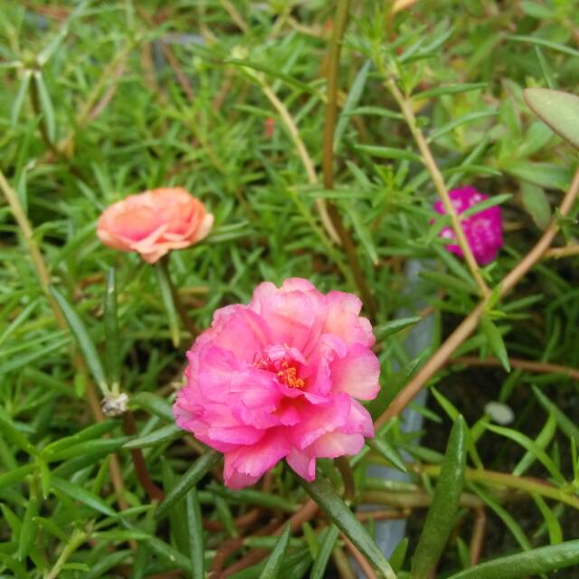 

Portulaca /moserose peach