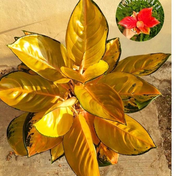 Serba Murah || CQ7ZC Aglonema Sultan brunei remaja - tanaman hias hidup - bunga hidup - bunga aglonema - aglaonema merah - aglonema merah - aglonema murah - aglaonema murah //Laris