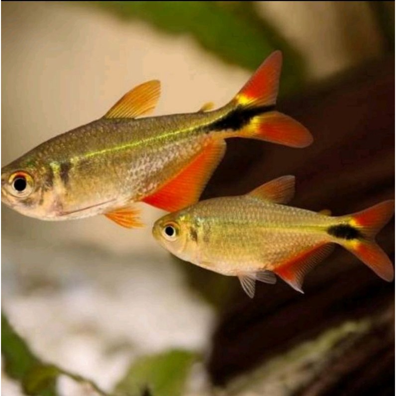 ikan hias buenos aires tetra