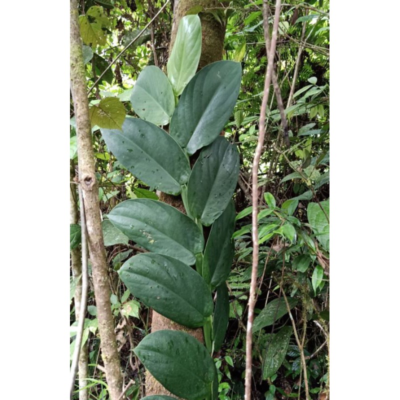 Rhaphidophora korthalsii#Tanaman Merambat Hutan#Tanaman Dollar Bunga & Tanaman