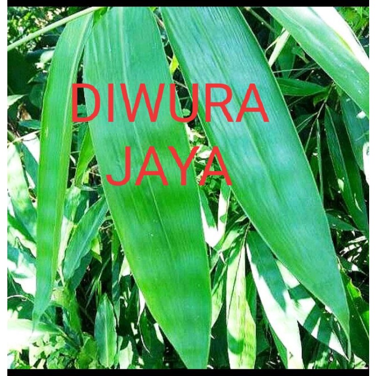 

GROSIR DAUN BAMBU GODHONG PRING SEGAR PILIHAN HERBAL DAN BUNGKUS BACANG