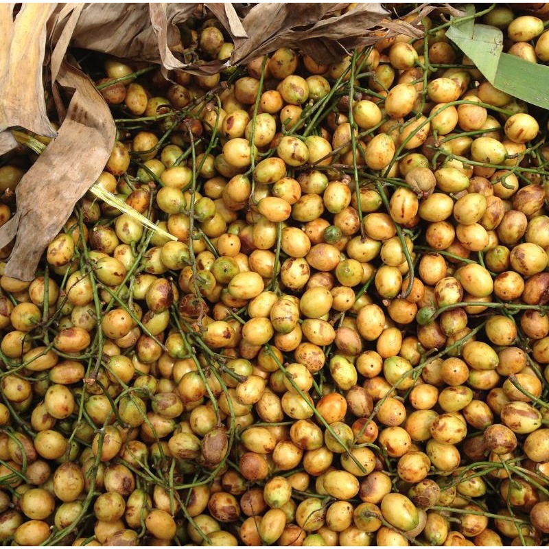 

Buah Menteng fresh Segar 1Kg
