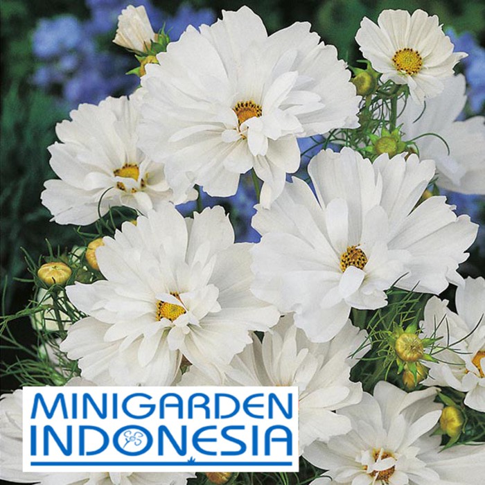 Benih Bunga COSMOS PSYCHE WHITE 2 BIJI F1 Mr. Fothergills Bibit tanaman