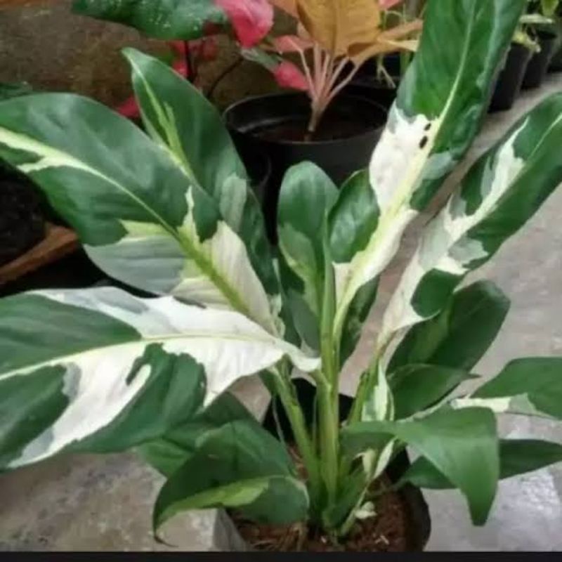 Tanaman hias SEPATU FILUM VARIEGATA