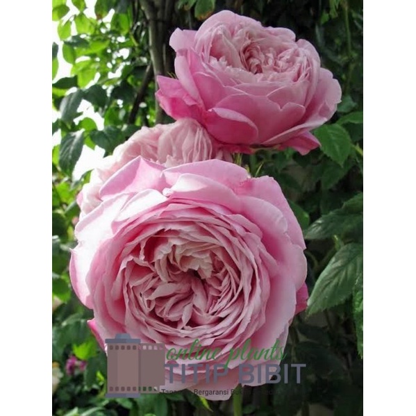 Tanaman Bunga Mawar Spirit of Freedom Dewasa Berbunga Import Rose