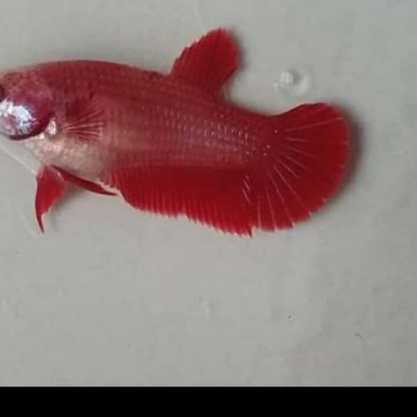 Paling Baru cupang betina super red++