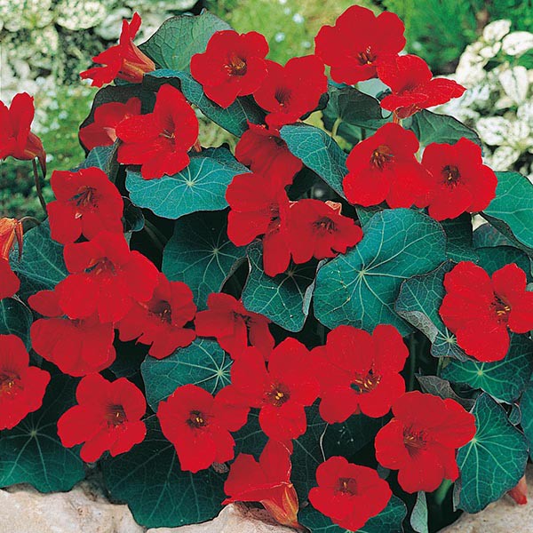 PAKET HEMAT - Benih Bunga Nasturtium 6 Varian Jenis Flower Seeds - Total 18 Biji