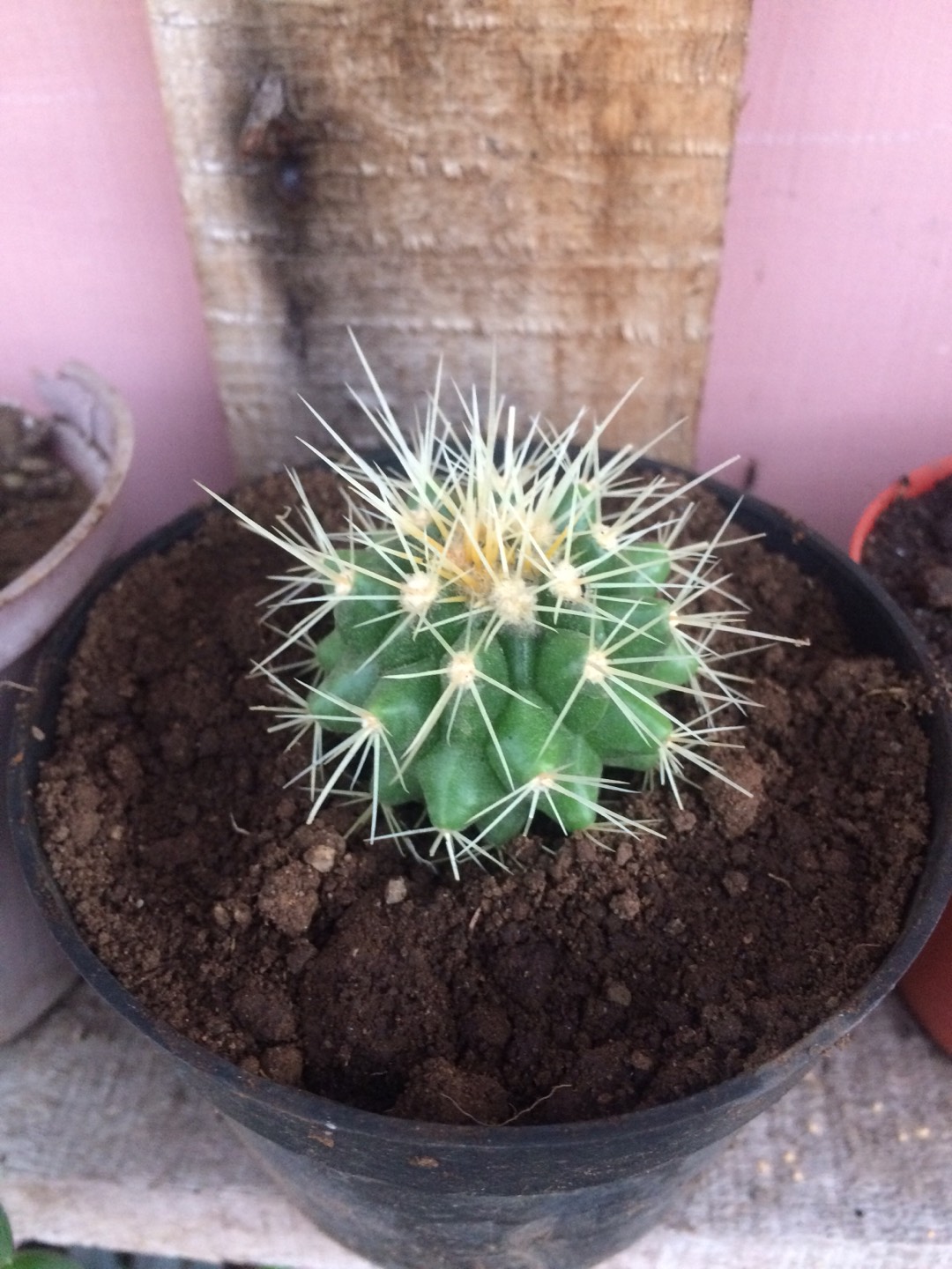 Sukulen Dan Kaktus | Echinocactus Grusonii (golden Barrel)