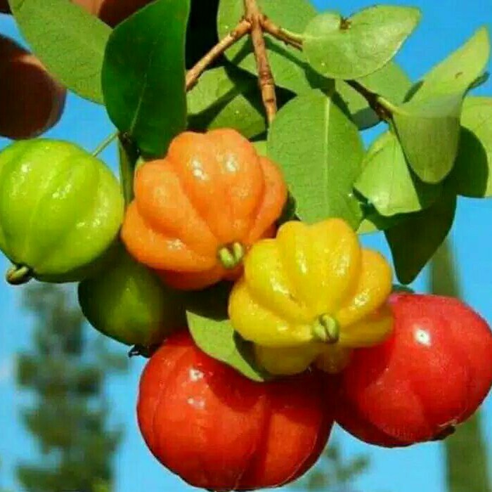 Dewandaru Bibit Tanaman Buah Dewandaru Cermai Merah, Cermai Belanda siap Berbuah