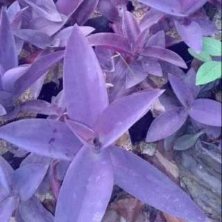 Tanaman Hias Adam Hawa Ungu Shopee Indonesia