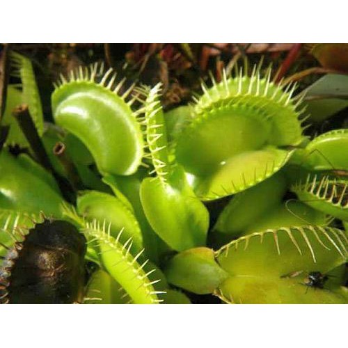 Biji Venus Flytrap Hijau - Tanaman Venus Flytrap - Bibit Bunga Tanaman Venus Flytrap Ijo - COD