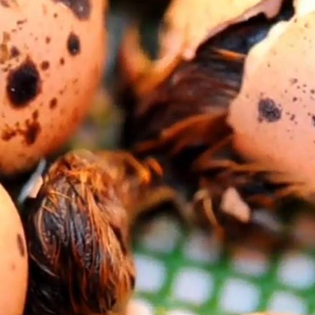 

{M-ERW {✓ Telur puyuh tetas/fertil kemasan 50 butir + bonus telur