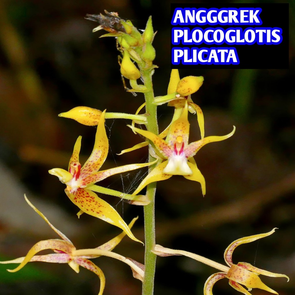 anggrek tanah Plocoglotis Plicata dewasa berbunga wangi