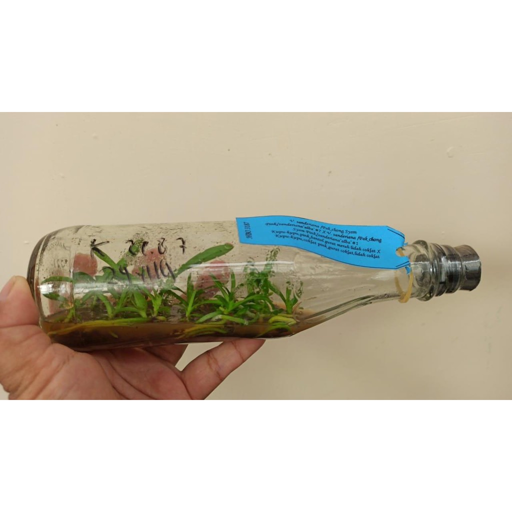 Vallenca Benih Anggrek Vanda Botolan