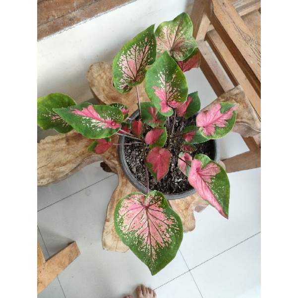 caladium red clone rumpun