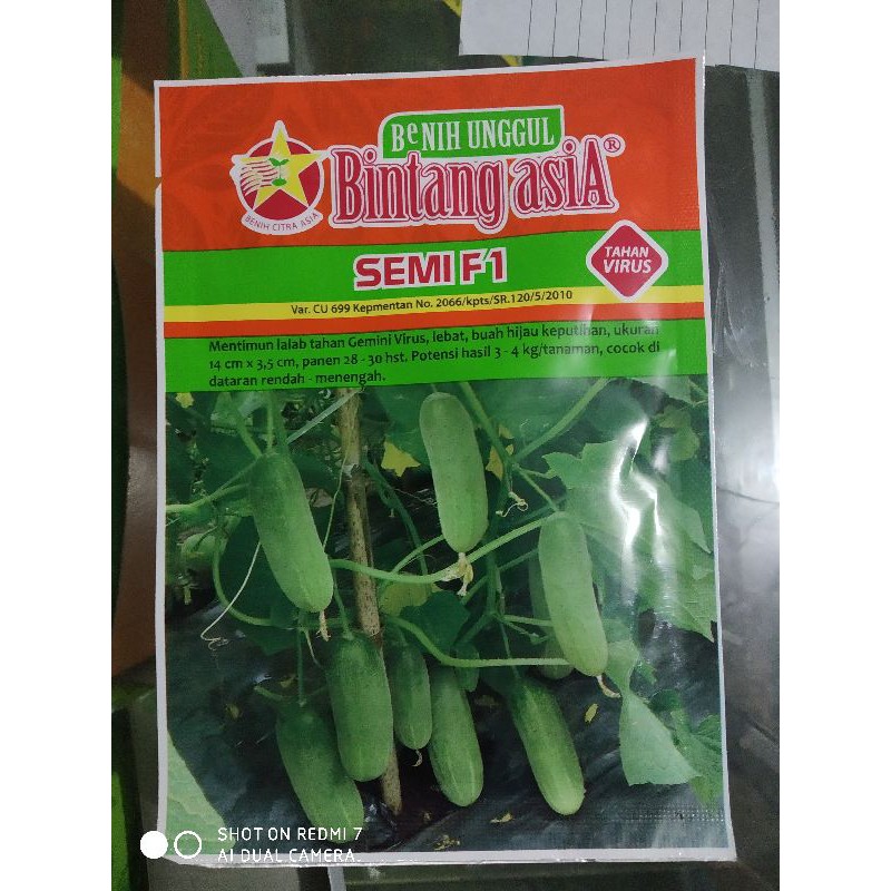 Bibit Timun Semi F1- Bintang Asia ( 20gr)