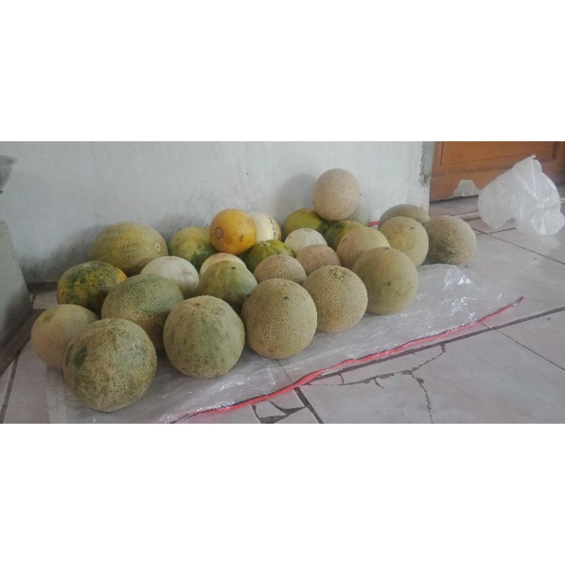 

Melon Madu Slice