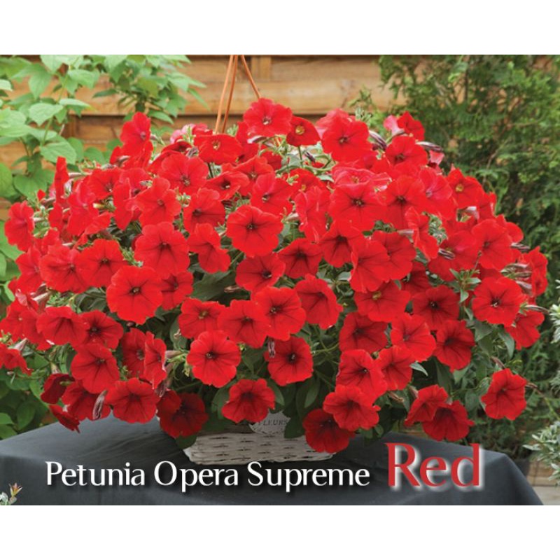 Petunia Opera Supreme Red F1