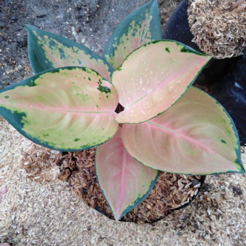 Bunga aglonema sultan Brunei