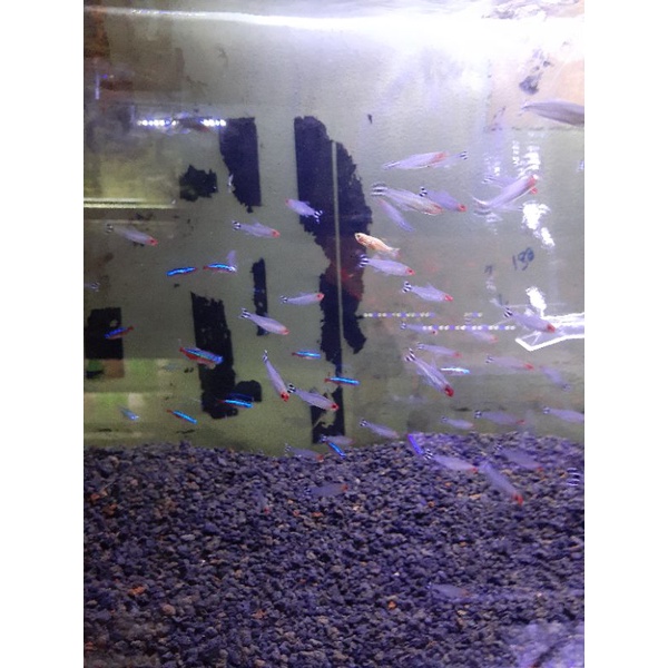 ikan neon tetra
