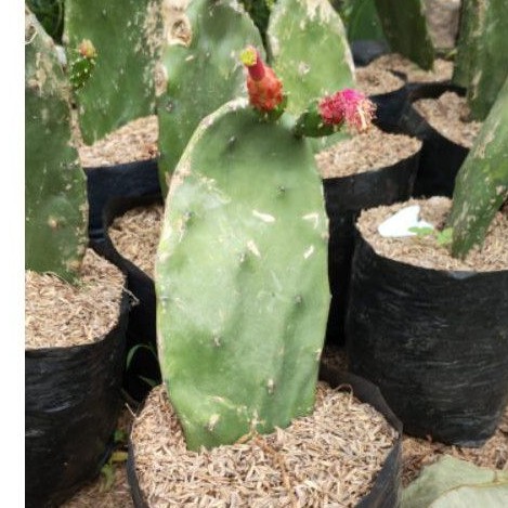 Tanaman hias katus centong - Bibit tanaman katus sentong