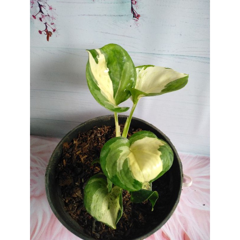 sirih manjula / manjula Photos