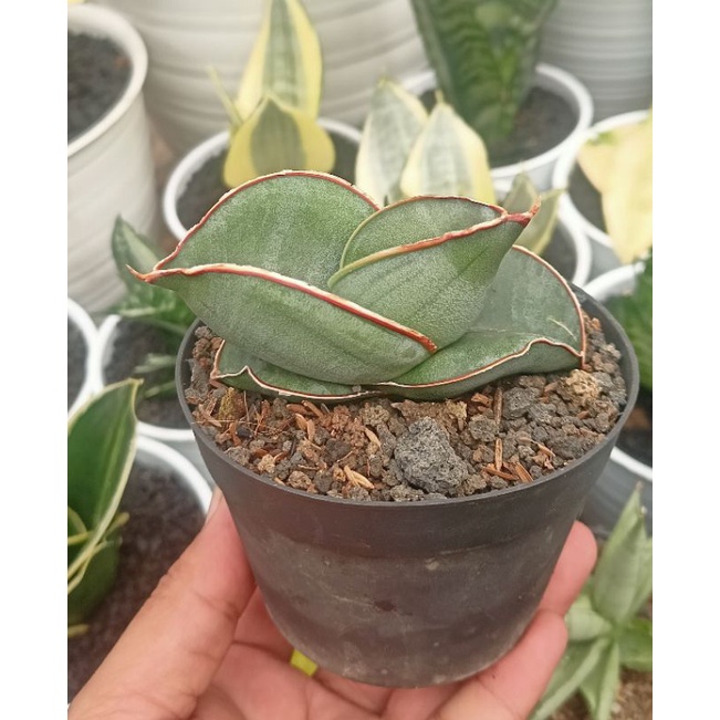 Sansevieria Banana