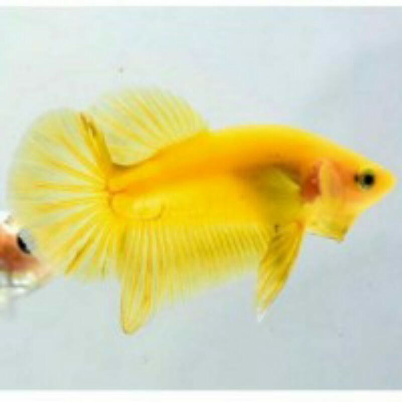 ikan betta pk yellow banana | ikan cupang pk yellow banana