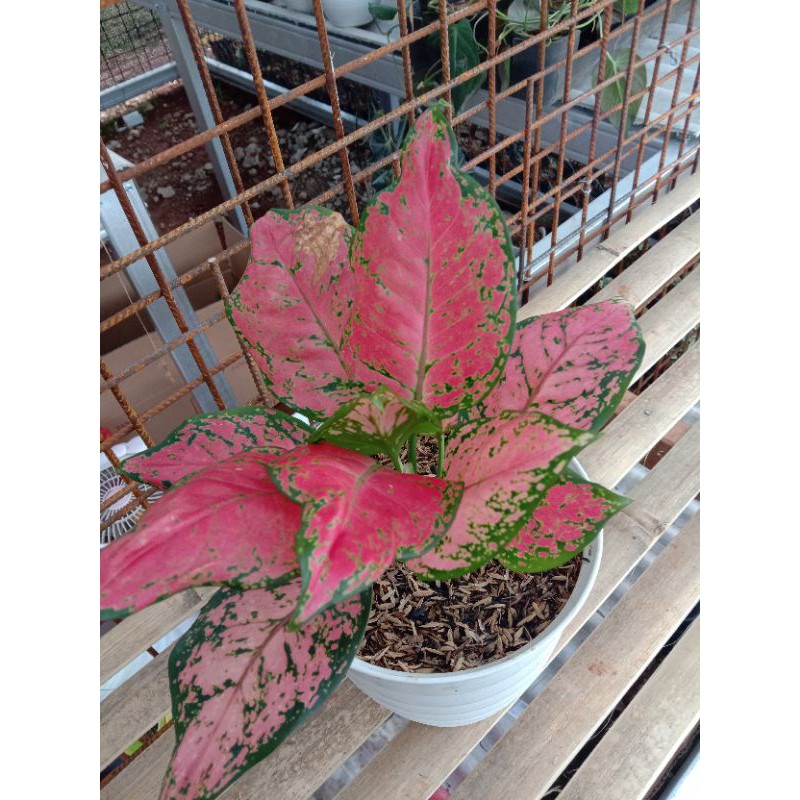 Tanaman Hias Red Dud Anjamani