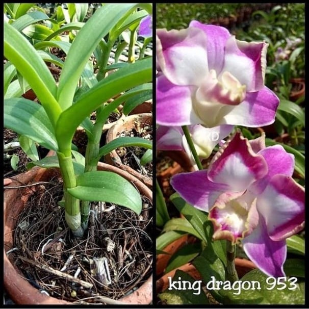 tanaman hias anggrek dendrobium king dragon-Anggrek king siap bunga