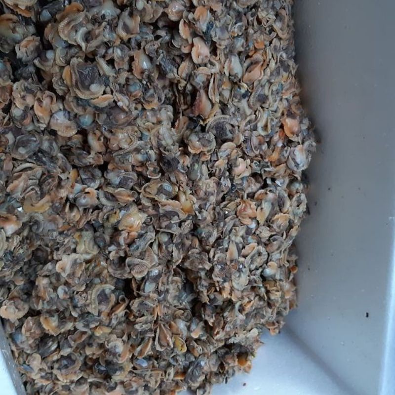 

KERANG BULU KUPAS FRESH SIAP KIRIM JABOTABEK