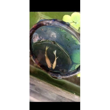 Ikan Guppy afp albino sepasang