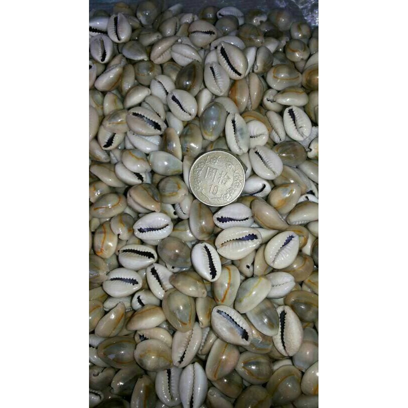 

biji congklak asli keong