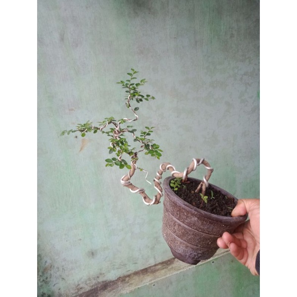 ulmus mikro..daun kecil,super mikro..