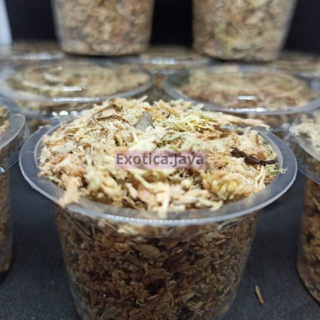 Sphagnum Moss - Media Tanam