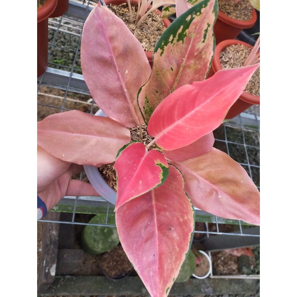 aglonema kochin brown dewasa