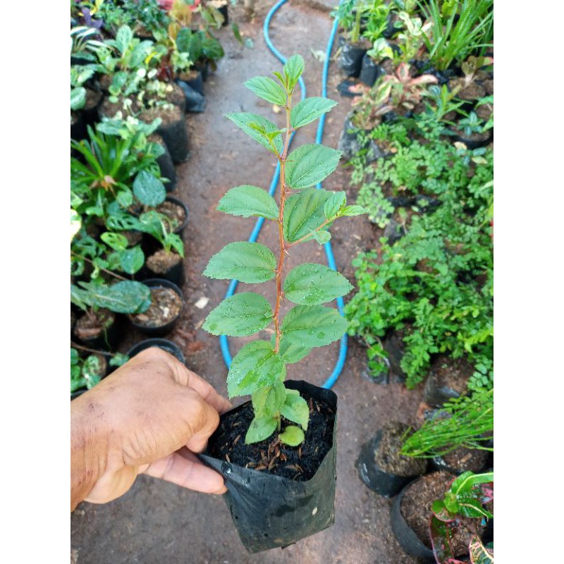 POHON SIDR BIDARA ARAB-bibit tanaman bidara arab