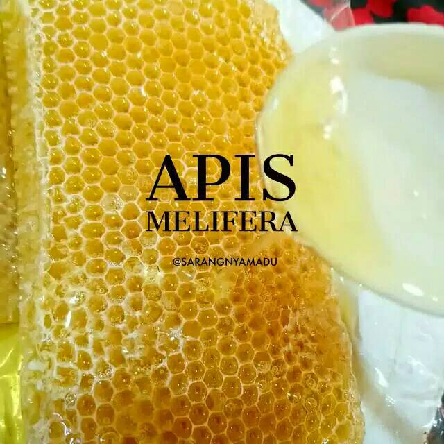 

Sarang madu murni honey comb melifera 250 grm
