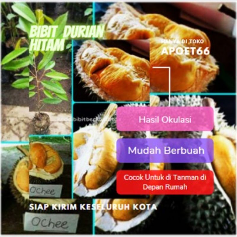 Bibit Durian Duri Hitam/Ochee