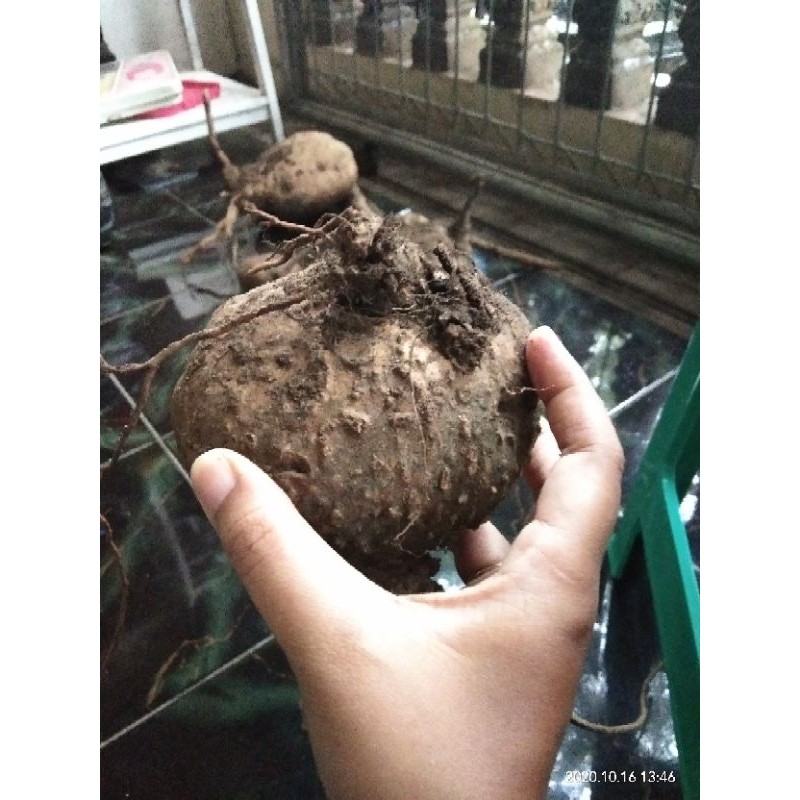 #stephania #caudex #suberosa #venosa