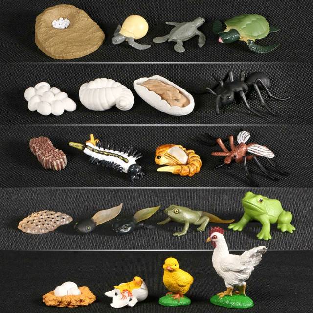 Life cycle animals