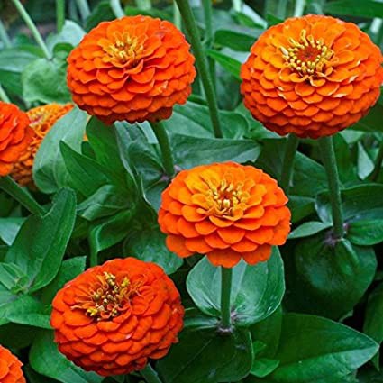 Benih-Bibit Bunga Zinnia Orange King (Haira Seed)