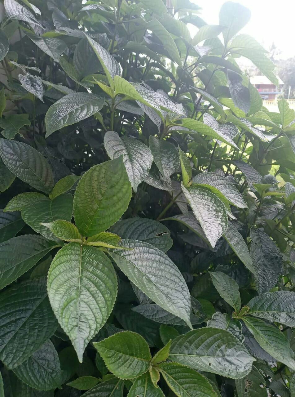 500 Gram Keji Beling / Pecah Beling Segar - Herbal Batu Ginjal