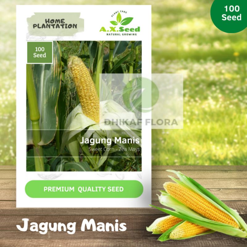 Benih Bibit Jagung Manis (AX Seed )