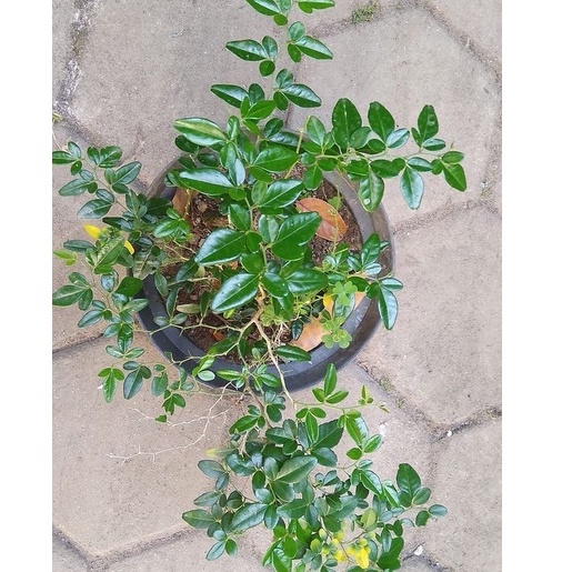 bibit jeruk kingkit bahan bonsai berkualitas