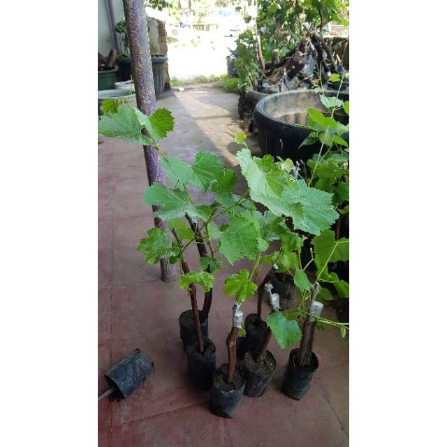 Bibit anggur hitam lokal super
